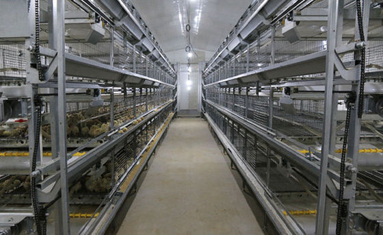 ISO Broiler Chicken Cage System Custom Poultry Broiler Cage Untuk Peternakan Unggas