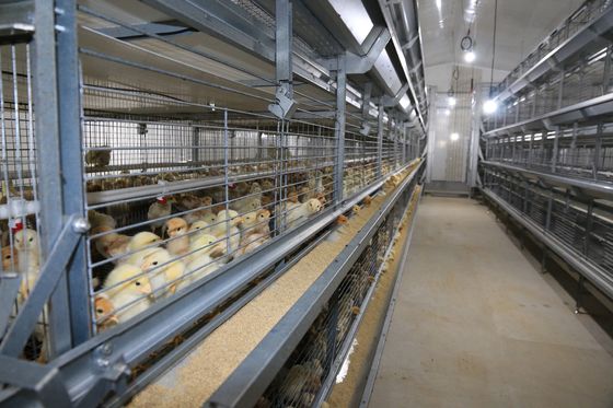 ISO Broiler Chicken Cage System Custom Poultry Broiler Cage Untuk Peternakan Unggas
