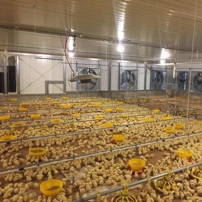 Lembar Galvanis Peternakan Rumah Pertanian Struktur Baja Breeder Rumah Ayam