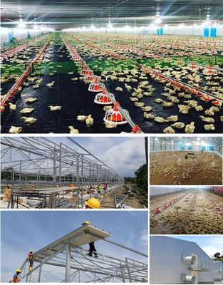 CE Rumah Peternakan Struktur Baja Rumah Ayam Dan Peralatan Untuk Ayam