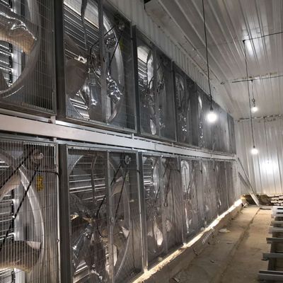 Sistem sangkar ayam broiler besar 230M*56M untuk Negara Asal