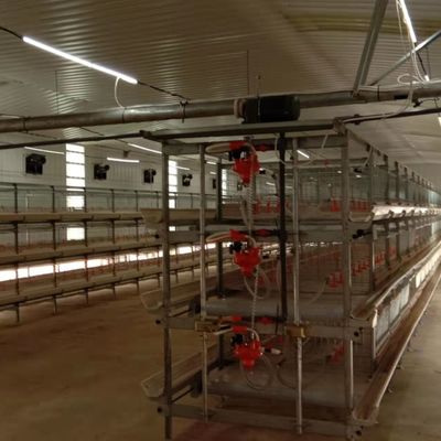 Sistem Pakan Broiler Otomatis Solusi Ideal untuk Peternakan Unggas