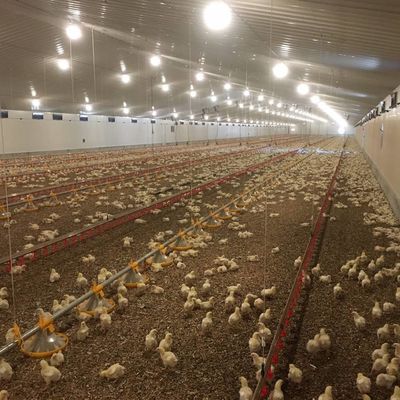 Sistem lantai daging ayam tahan lama dengan ketahanan korosi / bahan plastik