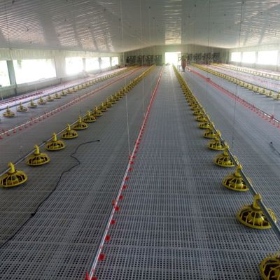 Standar Sistem Lantai Anti-Slip Broiler untuk Kinerja Superior