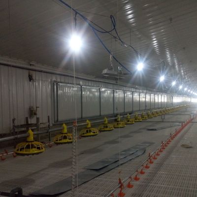Standar Sistem Lantai Anti-Slip Broiler untuk Kinerja Superior