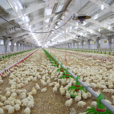 Harga Murah Konstruksi Struktur Baja Bangunan Pertanian Unggas Rumah Ayam