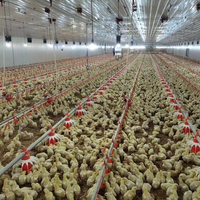 Harga Murah Konstruksi Struktur Baja Bangunan Pertanian Unggas Rumah Ayam