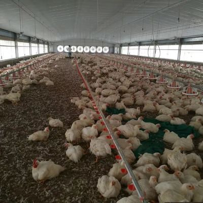 Harga Murah Konstruksi Struktur Baja Bangunan Pertanian Unggas Rumah Ayam