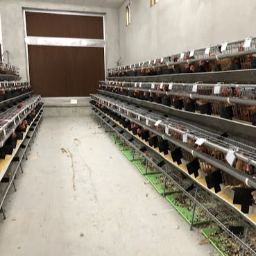 Jenis kandang ayam baja galvanis dengan sistem minum / penghapusan pupuk otomatis