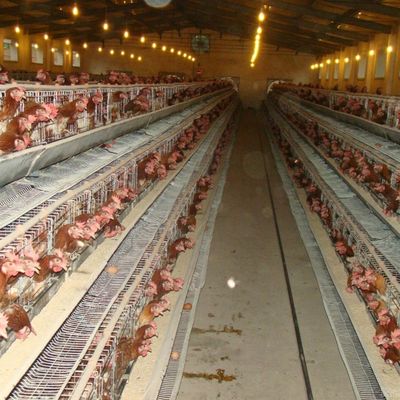 Jenis kandang ayam baja galvanis dengan sistem minum / penghapusan pupuk otomatis