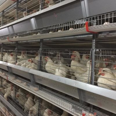 Jenis kandang ayam baja galvanis dengan sistem minum / penghapusan pupuk otomatis