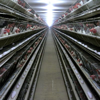3 Tiers Hot Dip Galvanized Chicken Cage Dengan Automatic Feed