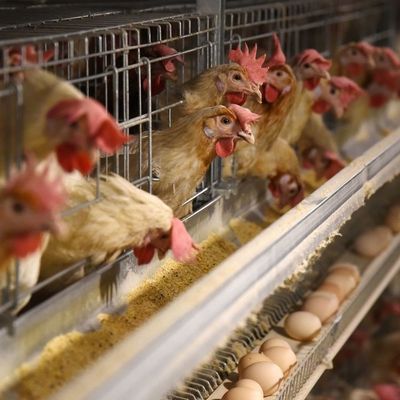 3 Tiers Hot Dip Galvanized Chicken Cage Dengan Automatic Feed
