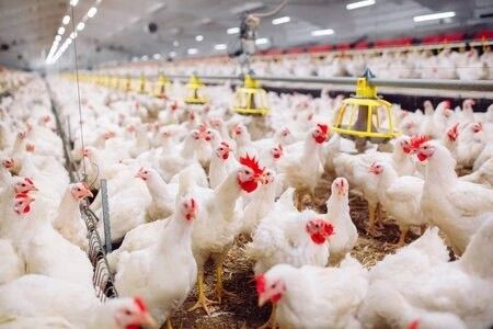 Desain profesional Peralatan peternakan ayam Rumah Bangunan baja prefabrikasi