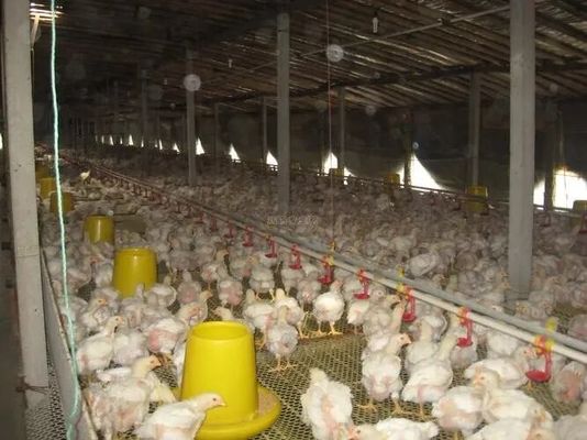 Desain profesional Peralatan peternakan ayam Rumah Bangunan baja prefabrikasi