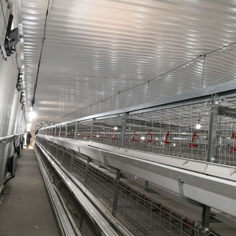 Sistem sangkar ayam broiler besar 230M*56M untuk Negara Asal