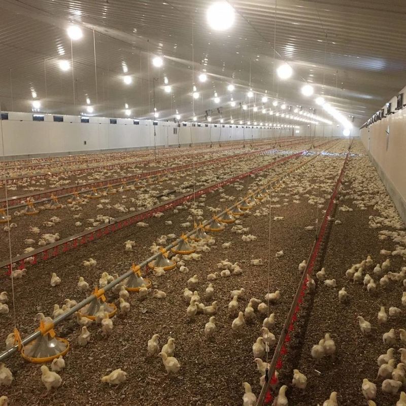 Sistem lantai daging ayam tahan lama dengan ketahanan korosi / bahan plastik