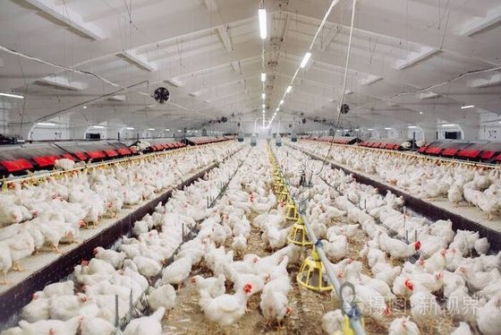 Desain profesional Peralatan peternakan ayam Rumah Bangunan baja prefabrikasi