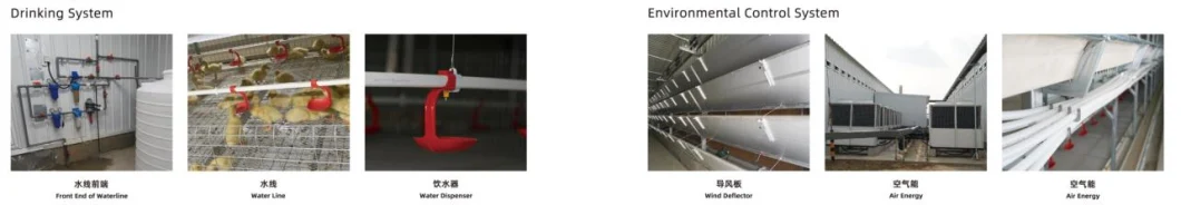 ISO Broiler Chicken Cage System Custom Poultry Broiler Cage Untuk Peternakan Unggas 3