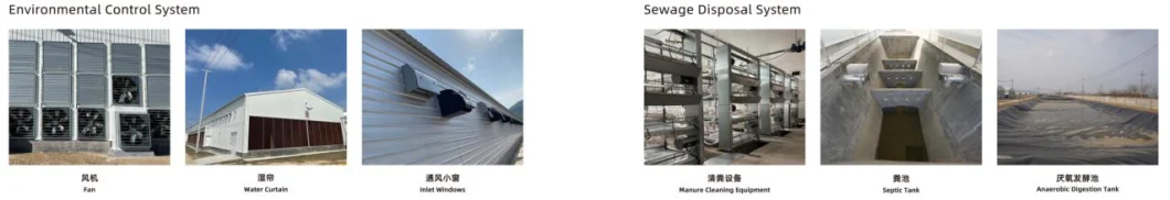 ISO Broiler Chicken Cage System Custom Poultry Broiler Cage Untuk Peternakan Unggas 5