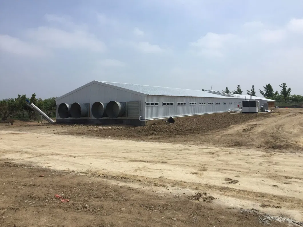 CE Rumah Peternakan Struktur Baja Rumah Ayam Dan Peralatan Untuk Ayam 1