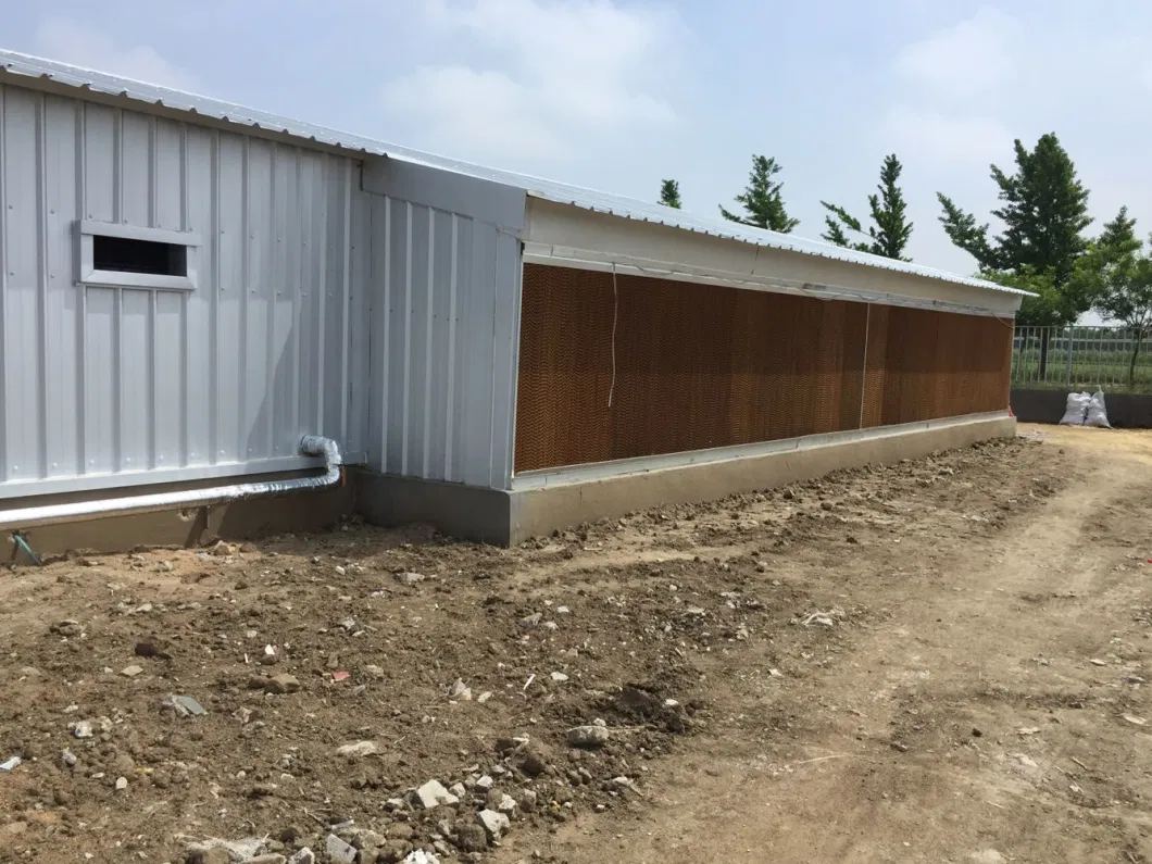 CE Rumah Peternakan Struktur Baja Rumah Ayam Dan Peralatan Untuk Ayam 10