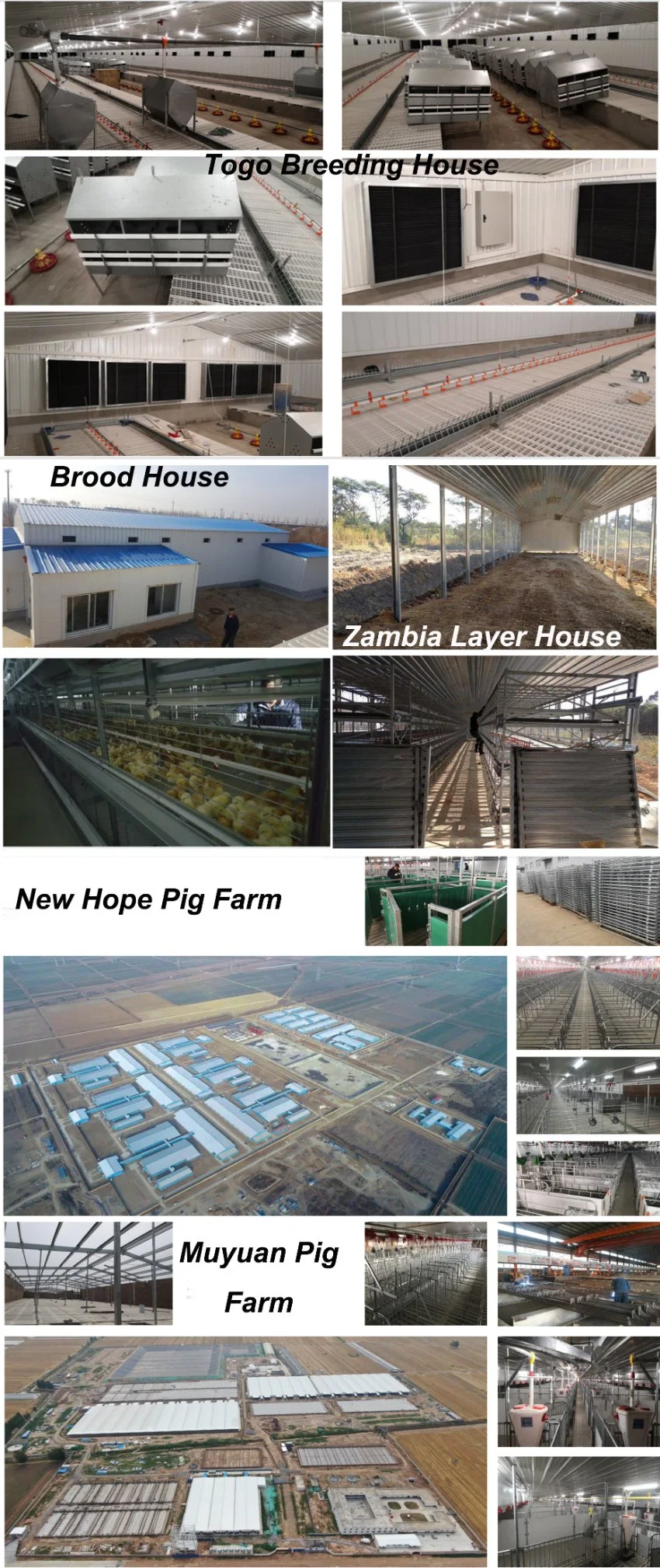 H Bagian Baja Rumah Ayam Komersial Struktur Baja Prefabrikasi 1